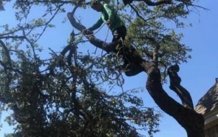 Leander-Tree-Trimming Tree trimming in Leander Texas