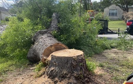 Tree-cleanup-services Tree Health and cleanup services TX